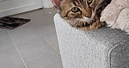 Bony a rejoint le concours — aidez-le/la à gagner de superbes lots ! cat, tabby_cat, feline, pet, indoor, couch, furniture, floor, tile_floor, door, home, relaxed, resting, curious, animal, cute, cozy, whiskers, ears, fur