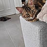 cat, tabby_cat, feline, pet, indoor, couch, furniture, floor, tile_floor, door, home, relaxed, resting, curious, animal, cute, cozy, whiskers, ears, fur