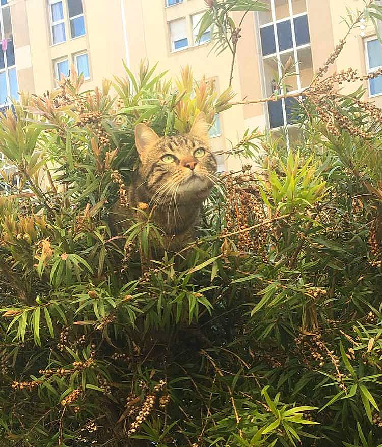 Ocb participe au concours pour gagner de l'argent avec cette photo : arecales, building, carnivore, cat, evergreen, felidae, flowerpot, grass, grass_family, groundcover, landscape, leaf, plant, plant_community, shrub, small_to_medium_sized_cats, terrestrial_plant, vegetation, window, woody_plant