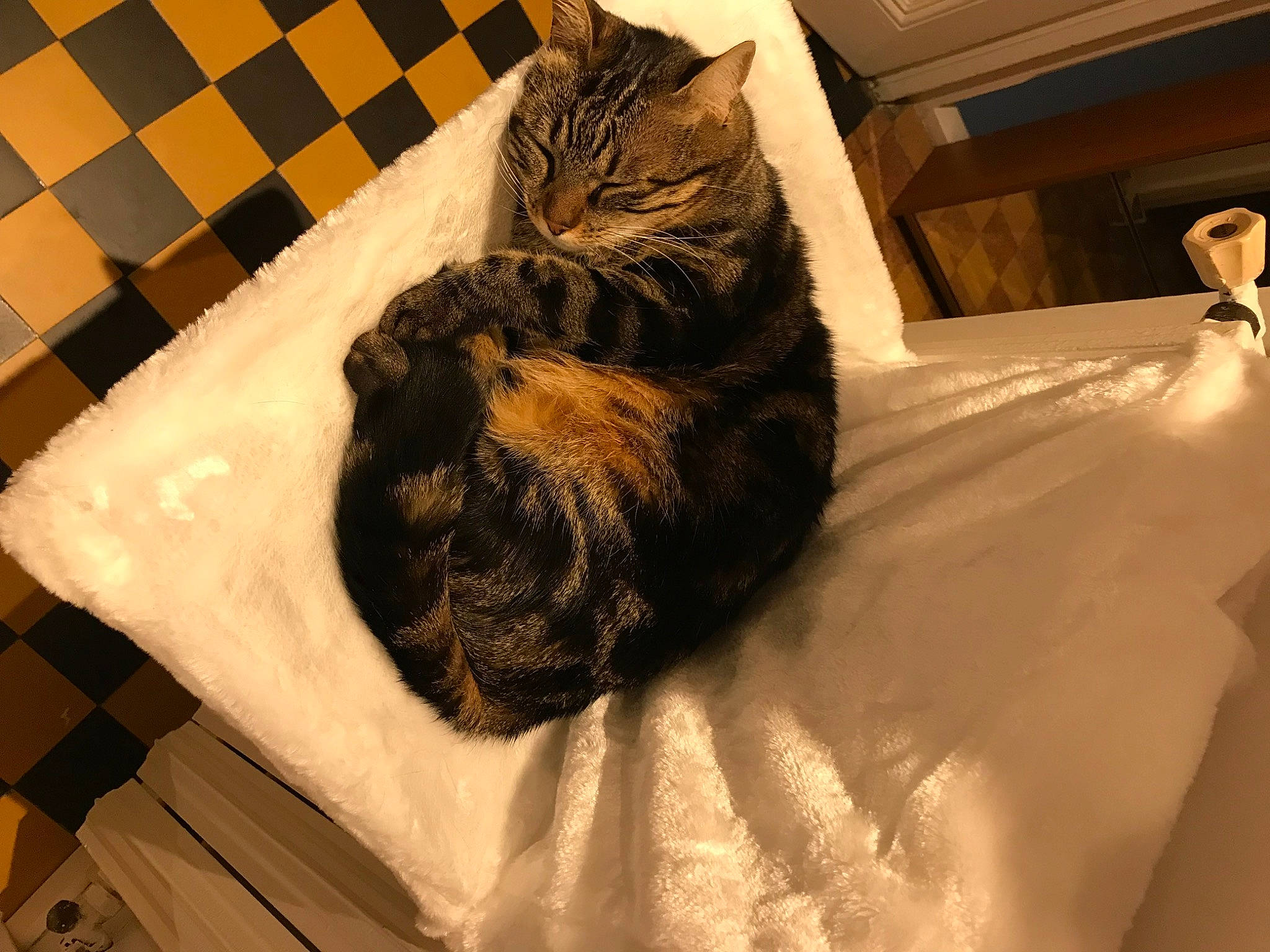 Ocb participe au concours pour gagner de l'argent avec cette photo : bed, bedding, carnivore, cat, comfort, domestic_short_haired_cat, felidae, flooring, fur, linens, nap, pattern, paw, room, small_to_medium_sized_cats, snout, tail, terrestrial_animal, textile, whiskers