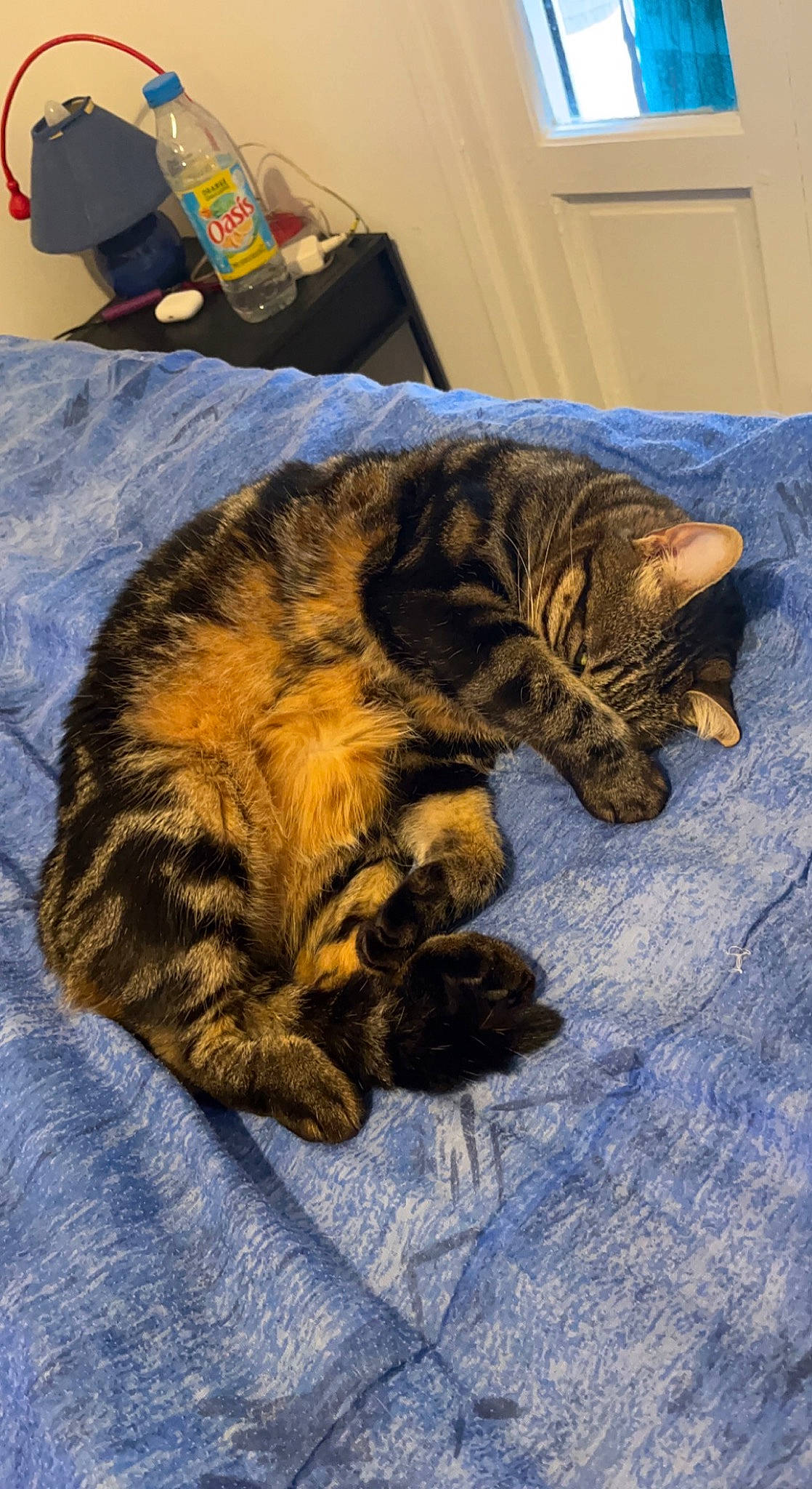 Ocb a rejoint le concours — aidez-le/la à gagner de superbes lots ! bedding, carnivore, cat, claw, comfort, domestic_short_haired_cat, felidae, fur, linens, nap, pattern, paw, room, sleep, small_to_medium_sized_cats, snout, tail, terrestrial_animal, whiskers