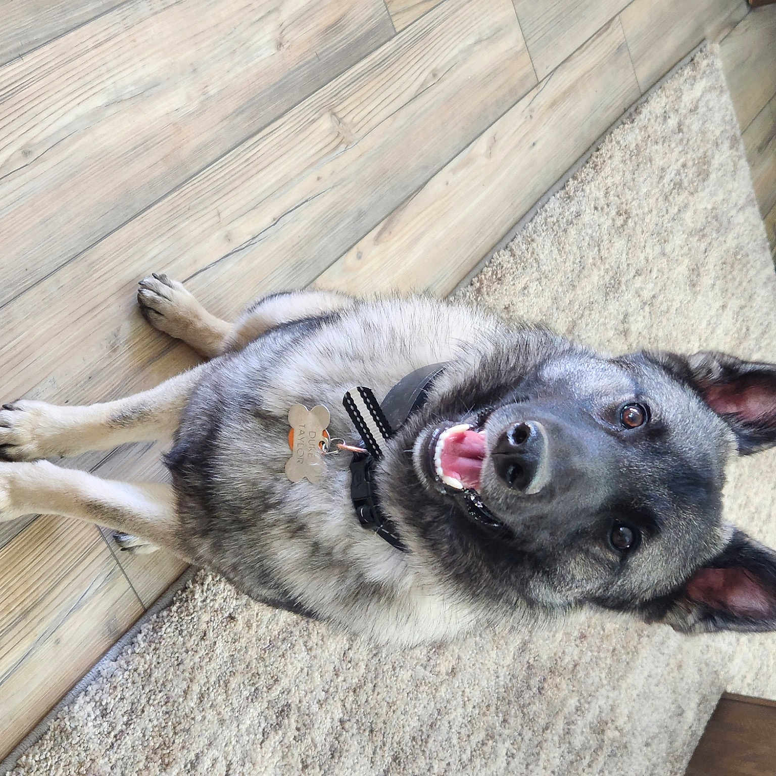 Duke