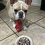dog, french_bulldog, tie, red_tie, polka_dot, cake, birthday_cake, candle, tile_floor, indoor, pet, animal, cute, celebration, food, brown_dog, white_markings, looking, standing, closeup