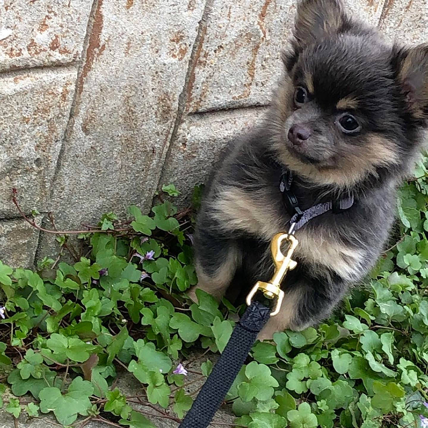 Tiko participe au concours pour gagner de l'argent avec cette photo : annual_plant, canidae, carnivore, collar, companion_dog, dog, dog_breed, fawn, fur, grass, groundcover, mirror, plant, snout, sporting_group, terrestrial_animal, toy_dog, whiskers, wildlife, working_animal
