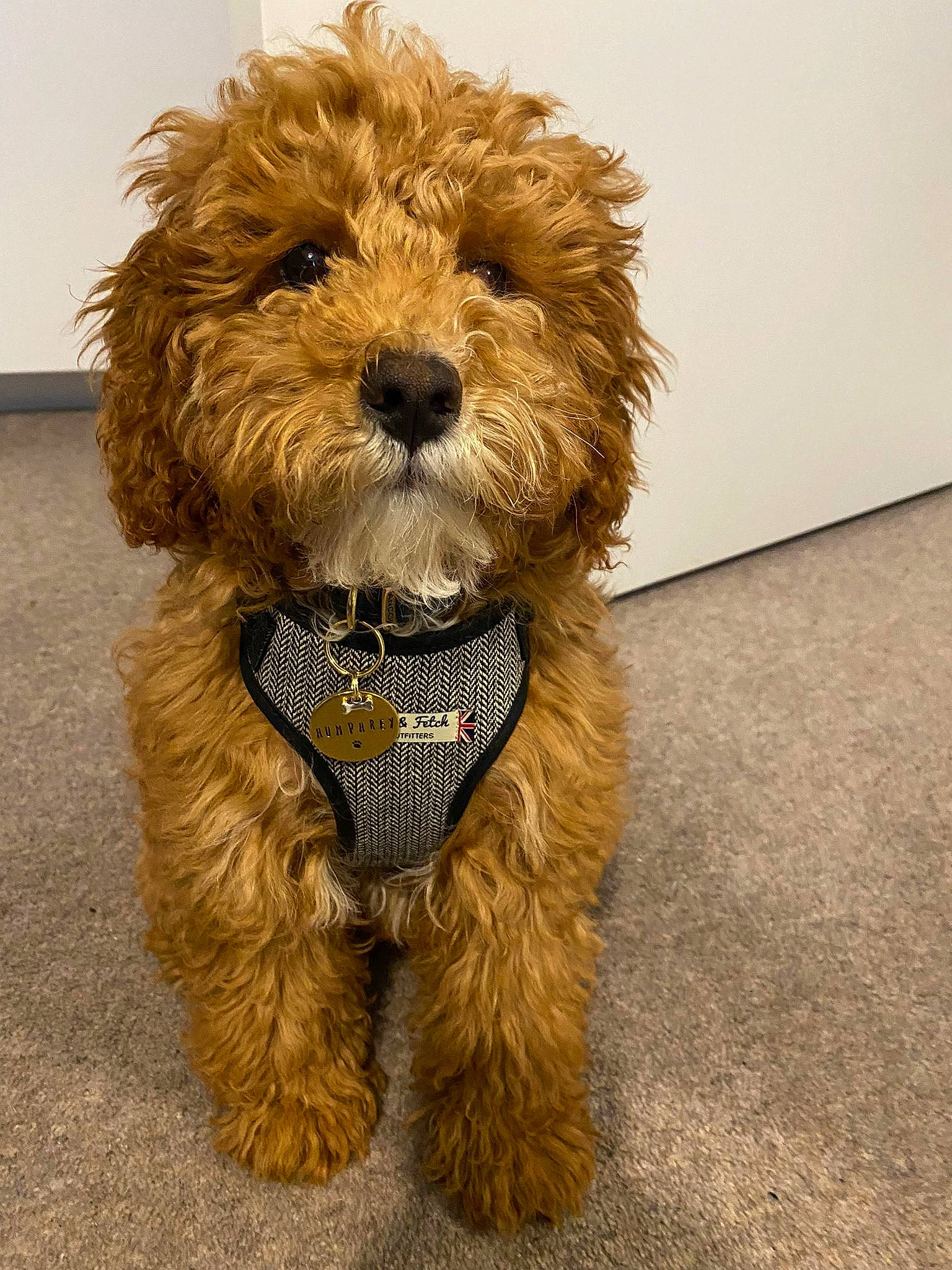 Humphrey is registered to the contest to win money with this photo: canidae, carnivore, companion_dog, dog, dog_breed, dog_clothes, dog_collar, dog_supply, fashion_accessory, flooring, fur, liver, small_terrier, snout, sporting_group, terrier, toy, toy_dog, water_dog, working_animal