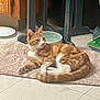 cat, tabby, orange, white, pet, animal, indoor, mat, floor, tile, water_bowl, resting, feline, domestic, household, relaxed, cute, fur, paw, tail