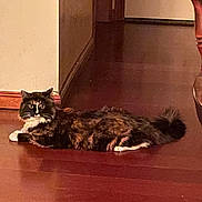 Snickers is registered to the contest to win money with this photo: cat, tortoiseshell, indoor, wooden_floor, lounging, pet, animal, feline, alert, fur, tail, ears, whiskers, domestic, house, flooring, corner, looking, resting, calm