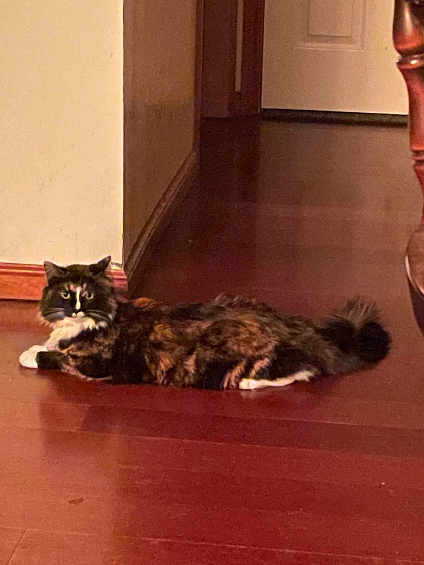 Snickers is registered to the contest to win money with this photo: cat, tortoiseshell, indoor, wooden_floor, lounging, pet, animal, feline, alert, fur, tail, ears, whiskers, domestic, house, flooring, corner, looking, resting, calm