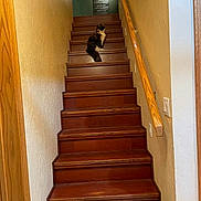 Snickers is registered to the contest to win money with this photo: animal, brown, calm, cat, decoration, feline, home, indoor, light, orange, pet, plaque, quiet, railing, shadow, sitting, stairs, texture, wall, wood