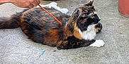 Snickers is registered to the contest to win money with this photo: animal, calico_cat, cat, concrete_floor, domestic_animal, feline, fur, garden, nature, outdoor, paw, person_hand, petting, plant_pots, potted_plants, relaxation, resting, side_view, tail, whiskers