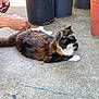 animal, calico_cat, cat, concrete_floor, domestic_animal, feline, fur, garden, nature, outdoor, paw, person_hand, petting, plant_pots, potted_plants, relaxation, resting, side_view, tail, whiskers