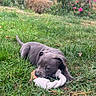 Baïla a rejoint le concours — aidez-le/la à gagner de superbes lots ! puppy, dog, grass, toy, rope_toy, outdoor, garden, flowers, pink_flowers, greenery, nature, playful, pet, animal, cute, young_dog, chewing, summer, leaf, tree