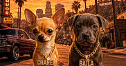Baïla a rejoint le concours — aidez-le/la à gagner de superbes lots ! bandana, buildings, bully, car, chihuahua, clouds, dog, gold_chain, liquor_store, money, palm_trees, portrait, puppy, road, sidewalk, sign, sky, street, sunset, urban