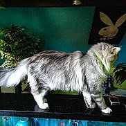 Cro Blanc participe au concours pour gagner de l'argent avec cette photo :