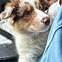 puppy, dog, close_up, fluffy, brown_and_white, cute, pet, fur, nose, eyes, indoor, person, clothing, blue, soft_focus, animal, portrait, young, curious, companion
