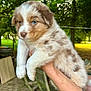 puppy, dog, blue_eyes, fluffy, outdoor, greenery, hand_holding, wooden_chair, nature, pet, young_dog, fur, cute, animal, mammal, domestic_animal, summer, daylight, portrait, background_blur