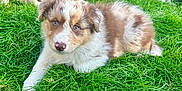 Amy a rejoint le concours — aidez-le/la à gagner de superbes lots ! puppy, dog, grass, outdoor, animal, pet, cute, young, fur, lying_down, green, nature, canine, mammal, playful, summer, eyes, nose, background, animal_group