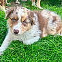puppy, dog, grass, outdoor, animal, pet, cute, young, fur, lying_down, green, nature, canine, mammal, playful, summer, eyes, nose, background, animal_group