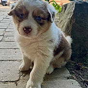 Amy a rejoint le concours — aidez-le/la à gagner de superbes lots ! puppy, dog, blue_eyes, fluffy, outdoor, cobblestone, rock, animal, cute, young, pet, fur, nature, sitting, close_up, adorable, small, portrait, canine, background
