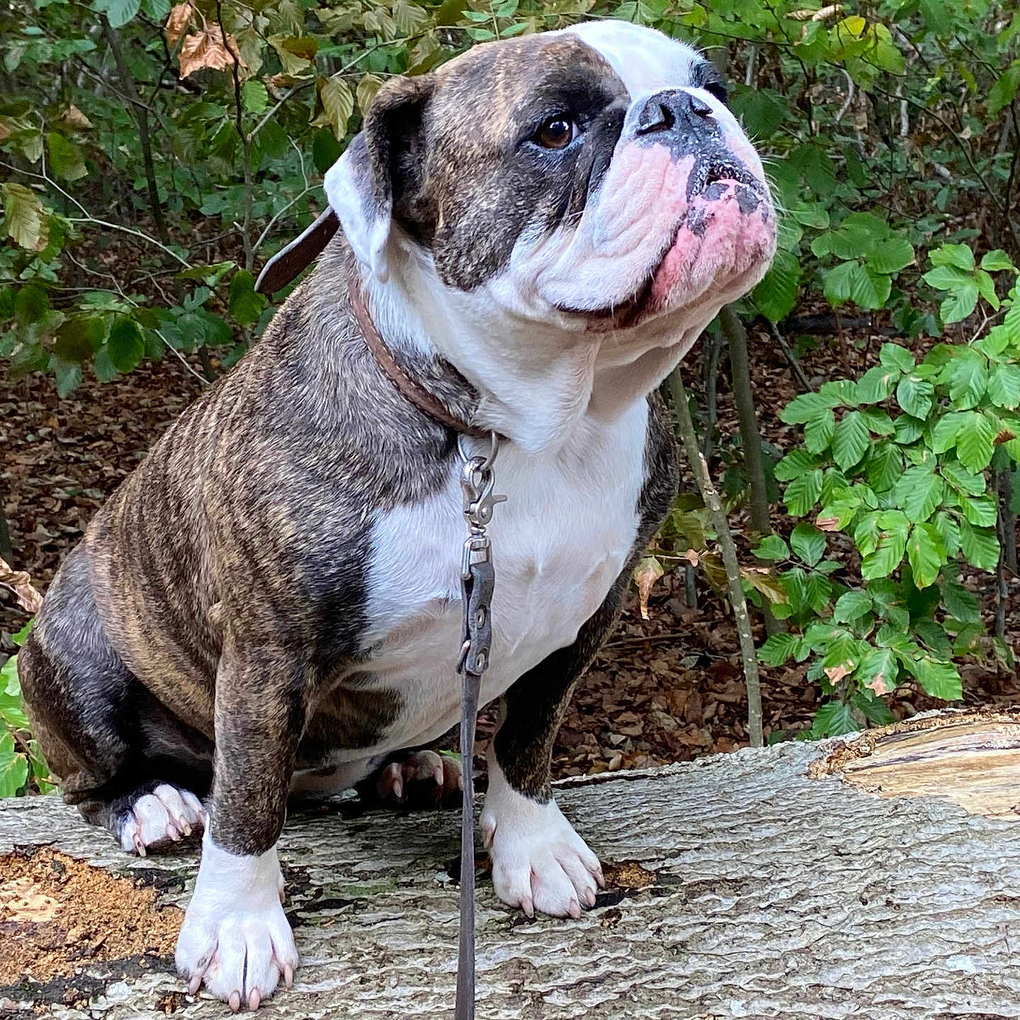 Praline a rejoint le concours — aidez-le/la à gagner de superbes lots ! alert, animal, brindle_coat, bulldog, canine, collar, daylight, dog, forest, fur, leash, leaves, nature, outdoor, paw, pet, sitting, snout, tree_stump, white_chest