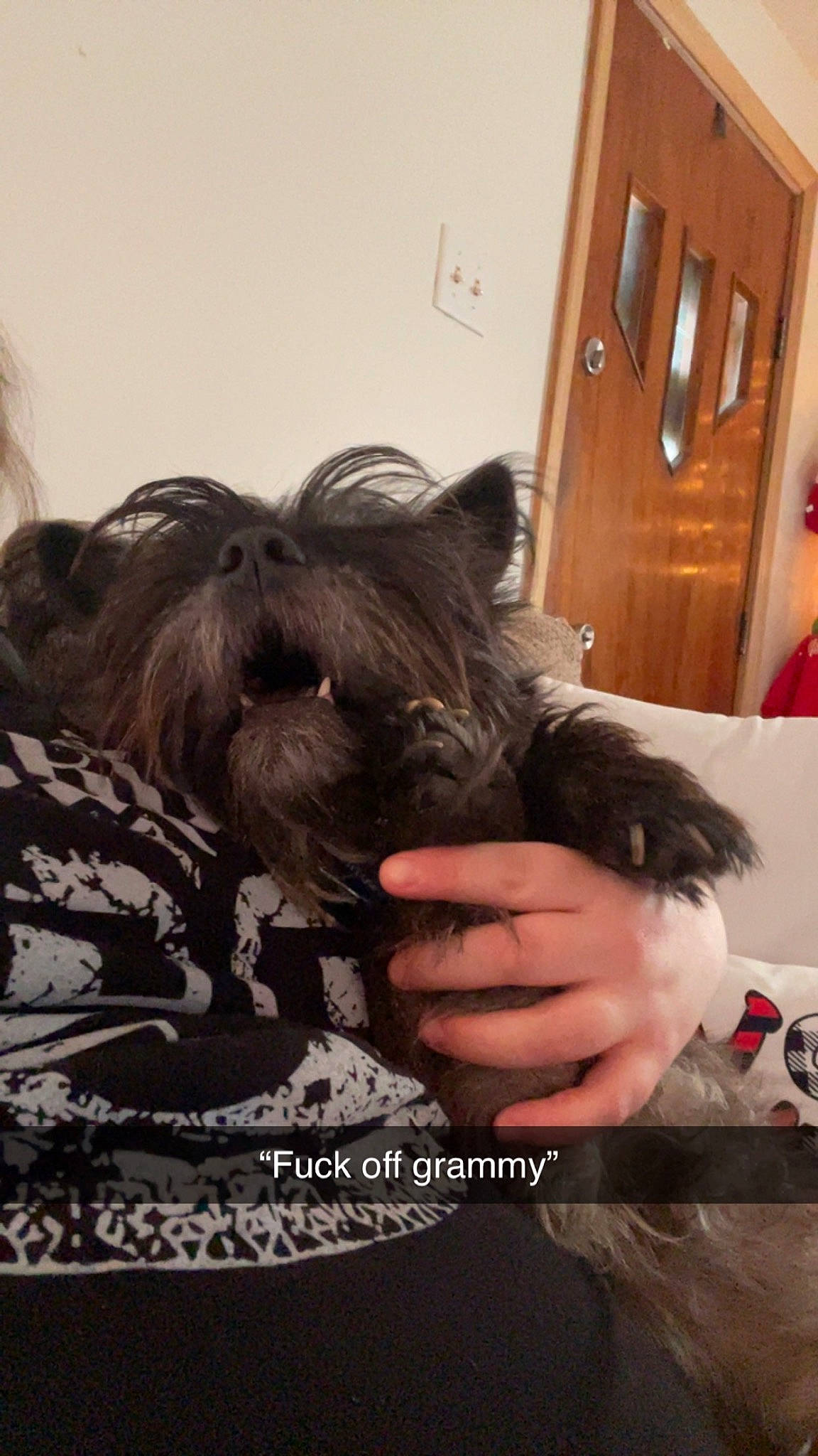 Spike is registered to the contest to win money with this photo: cabinetry, carnivore, comfort, companion_dog, dog, dog_breed, dog_supply, door, drawer, fur, light_switch, liver, small_terrier, snout, sporting_group, terrier, toy_dog, wall_plate, water_dog, working_animal