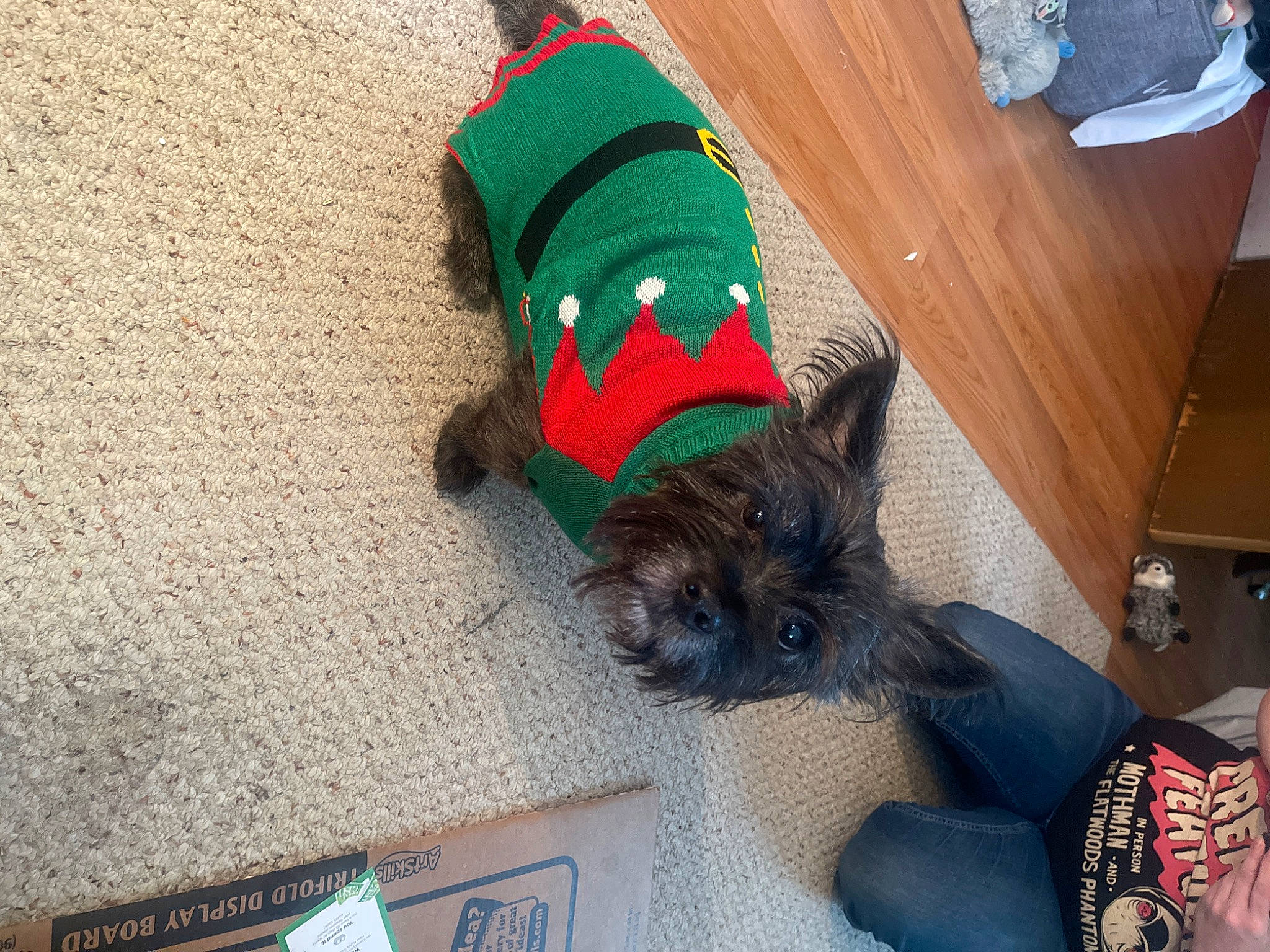 Spike is registered to the contest to win money with this photo: canidae, carmine, carnivore, comfort, companion_dog, costume_hat, dog, dog_breed, dog_clothes, dog_supply, fawn, flooring, fur, pet_supply, small_terrier, sock, sporting_group, toy_dog, wood, working_animal