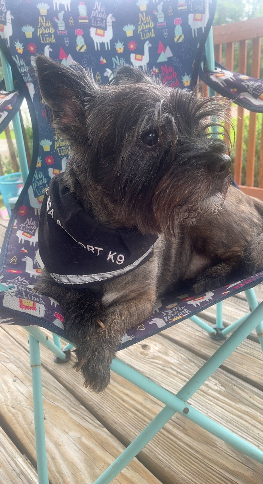 Spike is registered to the contest to win money with this photo: canidae, carnivore, collar, companion_dog, dog, dog_breed, dog_collar, dog_supply, fawn, fur, liver, non_sporting_group, small_terrier, snout, sporting_group, terrier, vertebrate, working_animal