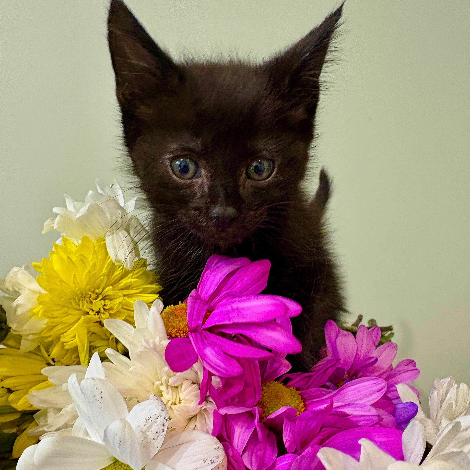 Jiji