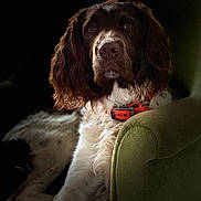Sirius a rejoint le concours — aidez-le/la à gagner de superbes lots ! animal, armchair, brown, calm, closeup, collar, dog, floor, furniture, indoor, long_ears, looking, pet, portrait, relaxed, seated, shadow, side_view, soft_light, white