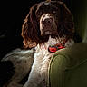 animal, armchair, brown, calm, closeup, collar, dog, floor, furniture, indoor, long_ears, looking, pet, portrait, relaxed, seated, shadow, side_view, soft_light, white