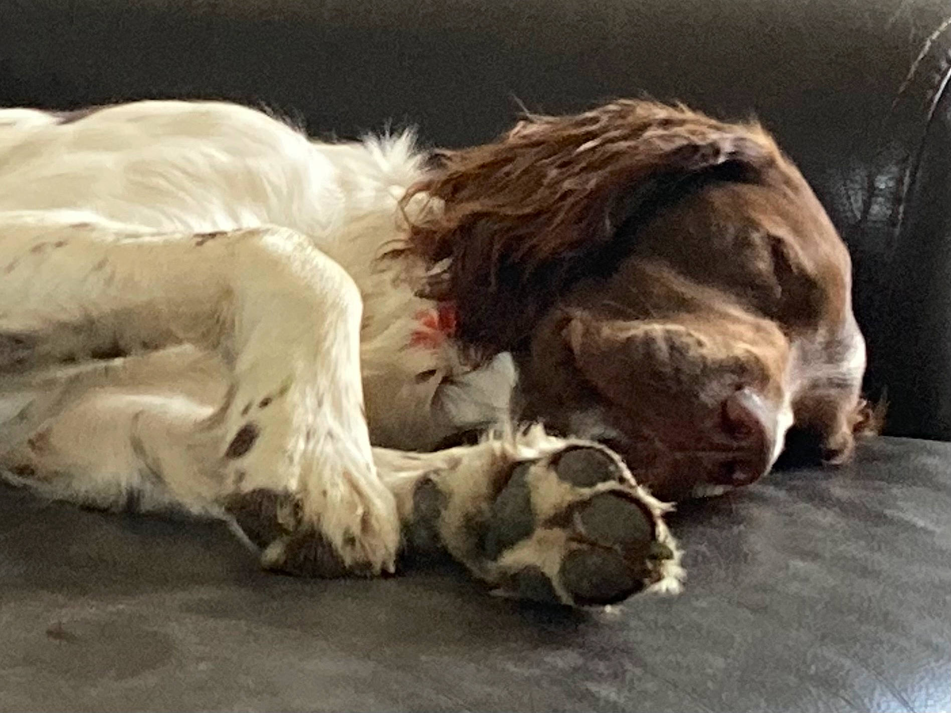 Sirius participe au concours pour gagner de l'argent avec cette photo : bored, canidae, carnivore, claw, comfort, companion_dog, dog, dog_breed, fawn, felidae, fur, liver, paw, small_to_medium_sized_cats, spaniel, sporting_group, tail, terrestrial_animal, whiskers, yawn