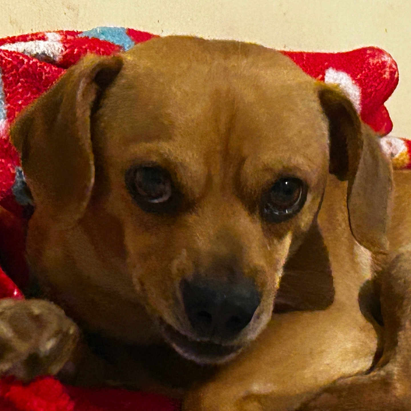 Brutus