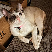 Gelato joined the competition — help win amazing prizes! animal, box, cardboard, cat, close_up, collar, curious, cute, domestic, feline, fur, indoor, paw, pet, pink_collar, relaxed, resting, texture, whiskers, wide_eyes