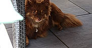 Velkro a rejoint le concours — aidez-le/la à gagner de superbes lots ! dog, puppy, brown_fur, fluffy, long_hair, pointed_ears, bushy_tail, pet, animal, sitting, outdoor, patio, tile_floor, chair, wicker, furniture, collar, portrait, hide_and_seek, cute