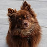 Velkro a rejoint le concours — aidez-le/la à gagner de superbes lots ! dog, puppy, brown_fur, fluffy, long_hair, portrait, pet, collar, red_collar, tag, animal, canine, cute, alert, looking_at_camera, outdoors, wooden_background, rustic, centered_composition, close_up