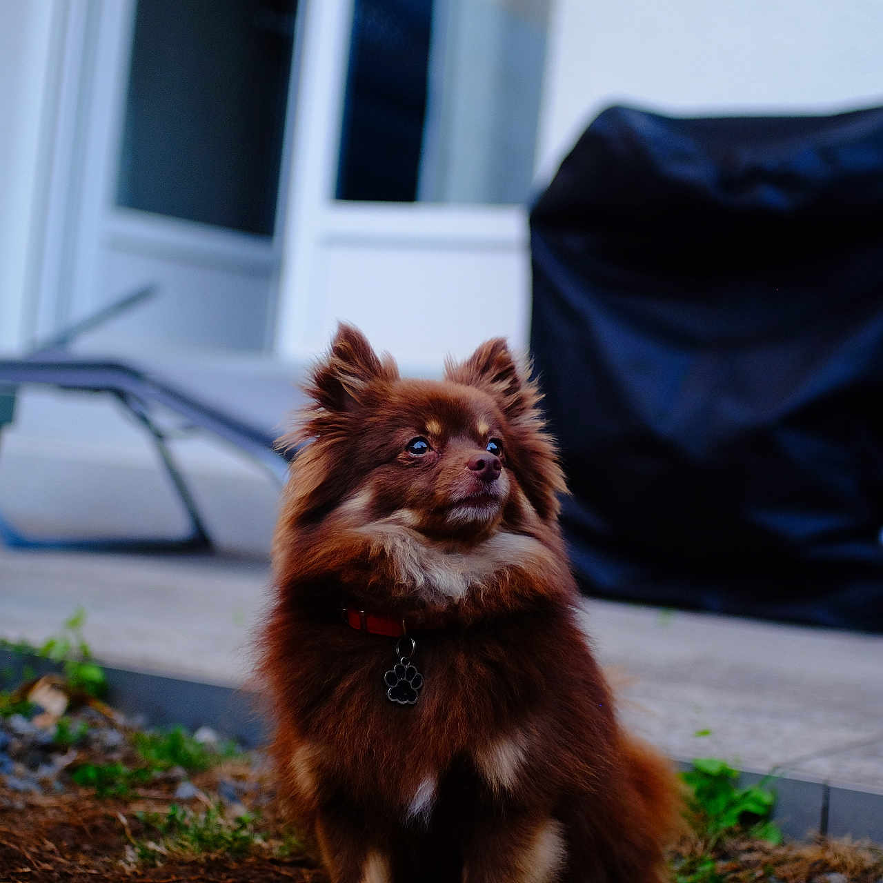 Velkro a rejoint le concours — aidez-le/la à gagner de superbes lots ! dog, small_dog, fluffy, brown_fur, long_hair, pointed_ears, collar, paw_tag, sitting, outdoor, garden, patio, house, window, planter, plants, grass, soil, portrait, pet