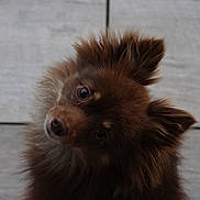 Velkro a rejoint le concours — aidez-le/la à gagner de superbes lots ! puppy, dog, brown_fur, fluffy, long_hair, headshot, close_up, tilted_head, curious, eyes, nose, ears, pet, animal, portrait, indoors, tile, background, adorable, photography