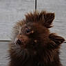 puppy, dog, brown_fur, fluffy, long_hair, headshot, close_up, tilted_head, curious, eyes, nose, ears, pet, animal, portrait, indoors, tile, background, adorable, photography