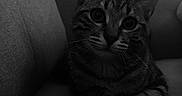 Booba participe au concours pour gagner de l'argent avec cette photo : cat, tabby_cat, pet, animal, feline, black_and_white, portrait, close_up, couch, sofa, indoor, home, lounging, sitting, paws, whiskers, ears, eyes, striped_fur, dramatic_lighting