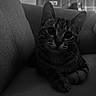 cat, tabby_cat, pet, animal, feline, black_and_white, portrait, close_up, couch, sofa, indoor, home, lounging, sitting, paws, whiskers, ears, eyes, striped_fur, dramatic_lighting