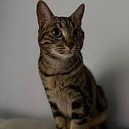 Booba a rejoint le concours — aidez-le/la à gagner de superbes lots ! cat, tabby_cat, pet, animal, portrait, sitting, upright, striped_fur, whiskers, ears, green_eyes, wide_eyes, indoor, bed, bedroom, soft_lighting, dim_lighting, gray_background, closeup, alert