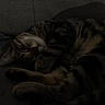 cat, tabby, sleeping, curled_up, pet, feline, whiskers, closed_eyes, paws, fur, striped_fur, relaxed, nap, couch, blanket, indoor, home, cozy, portrait, low_light