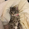 animal, bed, bedding, bedroom, belly_up, blanket, cat, cozy, gray_fur, green_eyes, indoor, lying_down, pet, pink_collar, portrait, raised_paw, relaxed, tabby_cat, whiskers, white_paw