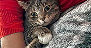 Charlotte joined the competition — help win amazing prizes! animal, blanket, cat, closeup, cozy, cuddling, cute, ears, feline, gray_fur, green_eyes, indoor, pet, portrait, red_fabric, relaxed, soft_texture, tabby, whiskers, white_paws
