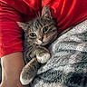 animal, blanket, cat, closeup, cozy, cuddling, cute, ears, feline, gray_fur, green_eyes, indoor, pet, portrait, red_fabric, relaxed, soft_texture, tabby, whiskers, white_paws