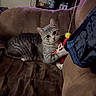 animal, cat, couch, curious, ears, eyes, home, indoor, kitten, living_room, lying_down, pet, playful, sitting, sofa, striped_fur, tabby, television, toy, whiskers