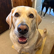 Walter White is registered to the contest to win money with this photo: animal, black_dog, brown_eyes, canine, carpet, dog, doorway, ears, furniture, golden_retriever, happy, indoor, mammal, mouth_open, pet, room, smiling, tail, wooden_cabinet, yellow_mat