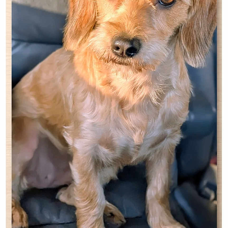 Mal joined the competition — help win amazing prizes! dog, pet, calendar, brown_fur, sitting, portrait, cute, indoor, cushion, close_up, animal, furry, looking_at_camera, soft_light, calendar_page, domestic_animal, companion, cute_pet, fluffy, friendly