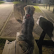 Bingo a rejoint le concours — aidez-le/la à gagner de superbes lots ! dog, bench, night, street_lamp, path, rock, grass, harness, outdoor, wood, quiet, park, pet, animal, fur, sitting, back_view, calm, dark, evening