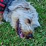 Bingo participe au concours pour gagner de l'argent avec cette photo : dog, sleeping, grass, outdoor, fur, canine, pet, nature, happy, resting, closeup, red_harness, animal, relaxed, tongue, snout, ears, greenery, summer, peaceful
